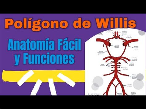 Anatómia y Funciones del Polígono de Willis Explicación fácil YouTube