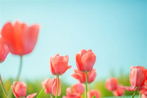 フリー写真 赤色のチューリップの花と青空でアハ体験 Gahag 著作権フリー写真・イラスト素材集