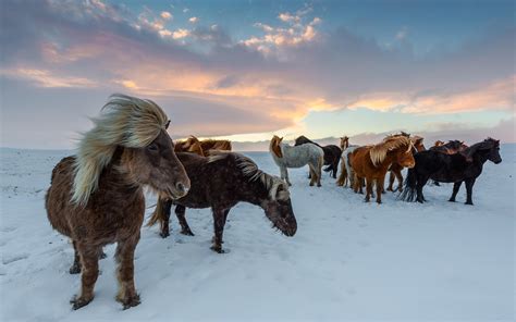 Vivir En Islandia ¿cómo Es El Desafío Travelholics