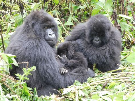 Mountain Gorilla Population