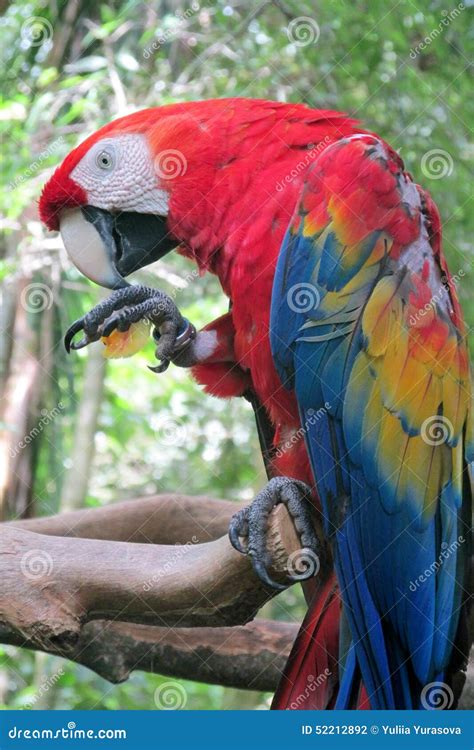 Red Ara Parrot Stock Photo Image Of Natural Green Colourful 52212892