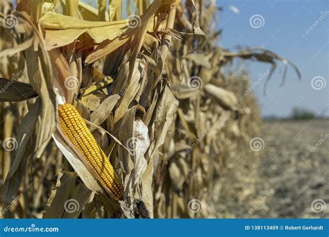 Ripe Corn On The Stalk In The Field Stock Image Image Of Cereal