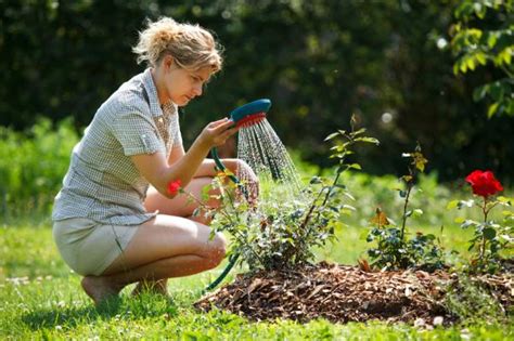 Cómo Ahorrar Agua Al Regar Las Plantas Los Mejores Consejos