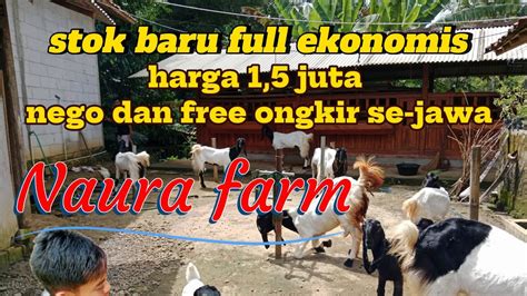 HARGA 1 5 JUTA NEGO DAN FREE ONGKIR SE JAWA KAMBING PE RAS KALIGESING