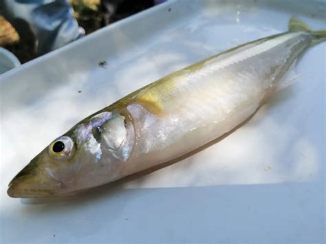 Pescado blanco en riesgo por contaminación del Lago de Pátzcuaro