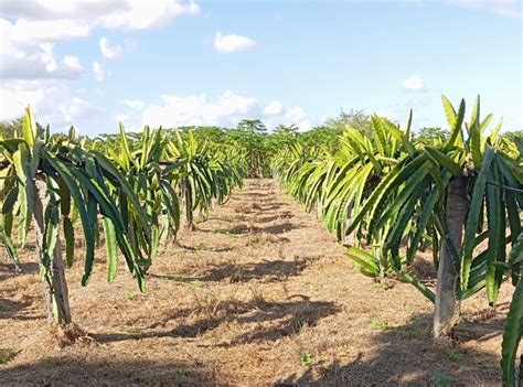 Produtor De Salgado De S O F Lix Melhora Renda Cultivo De Pitaya