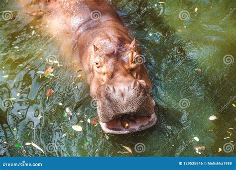 Close-up of Dangerous Angry Hippopotamus Stock Photo - Image of hippo ...