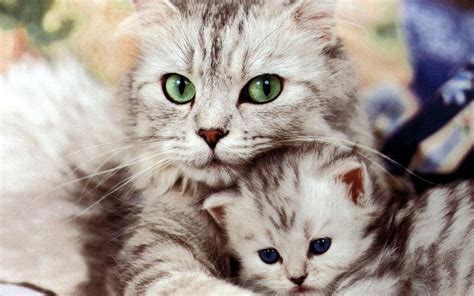 Cats Images Beautiful Cat And Kitten Hd Wallpaper And Background Photos