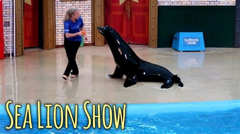 Sea Lion Show At Sea World San Diego Youtube