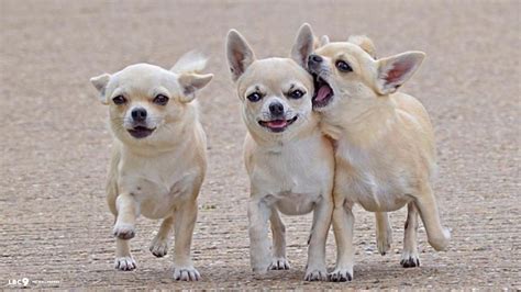 Funny Chihuahua Dog Hi Resolution Image Wallpaper Animals Wallpaper