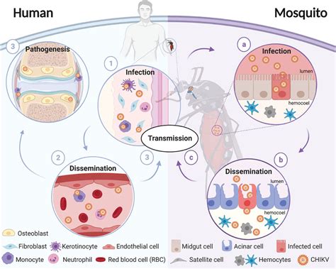 Frontiers Chikungunya Virus Entry And Infectivity Is Primarily