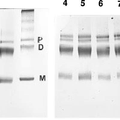 Effect Of Divalent Cations And CTP On Chemical Crosslinking Of Hsp80