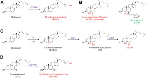 Hydroxylation Of Oncosterone By Cyp A Switches Its Activity From