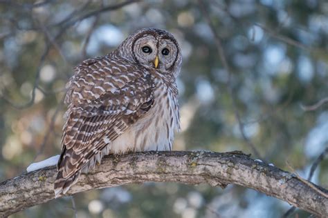 Chouette Ray E Barred Owl Strix Varia Suzanne Houle Flickr