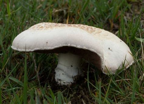 Agaricus Campestris Field Mushroom