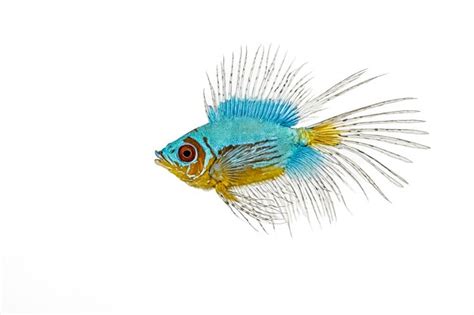 Blue And Gold Fish With Long Fins Premium AI Generated Image