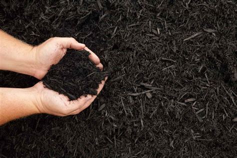 6 Types Of Organic Mulch To Use Instead Of Rubber