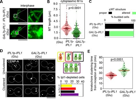 Spatio Temporal Regulation Of Nuclear Division By Aurora B Kinase Ipl1