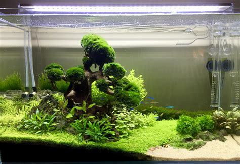 Introducing plants in a fish-only tank - Bunnycart Blog