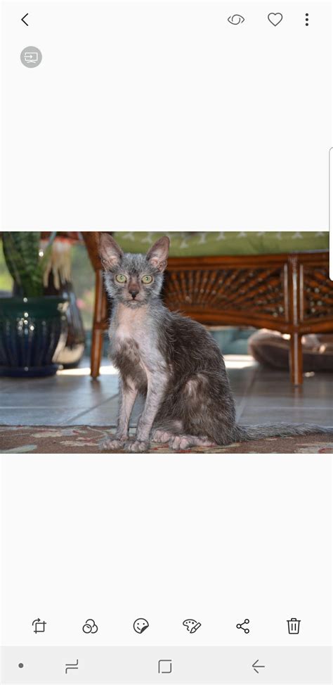 Lykoi cat