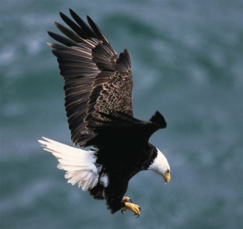 The Bald Eagle – Ornithology