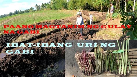 NAGTANIM KAMI NG GABI SA FARM II IBAT IBANG URI NG GABI II OFW NA