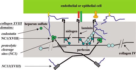 Schematic Drawing Of The Interaction Of Collagen Xviii With Other