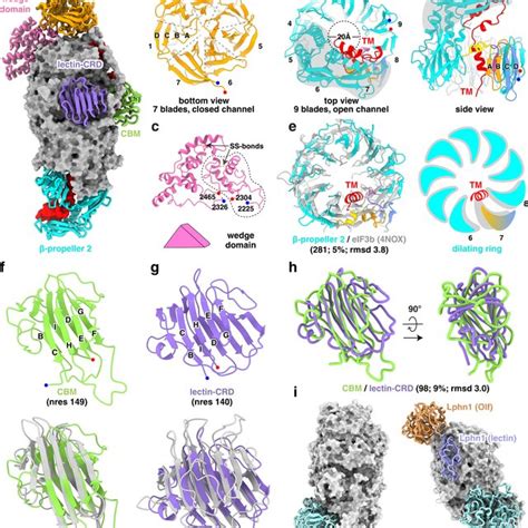 Receptor Binding Domains Of Sgs A The Receptor Binding Domains Shown