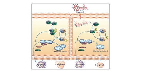 Sanggenon C Suppresses Tumorigenesis Of Gastric Cancer By Blocking Erk