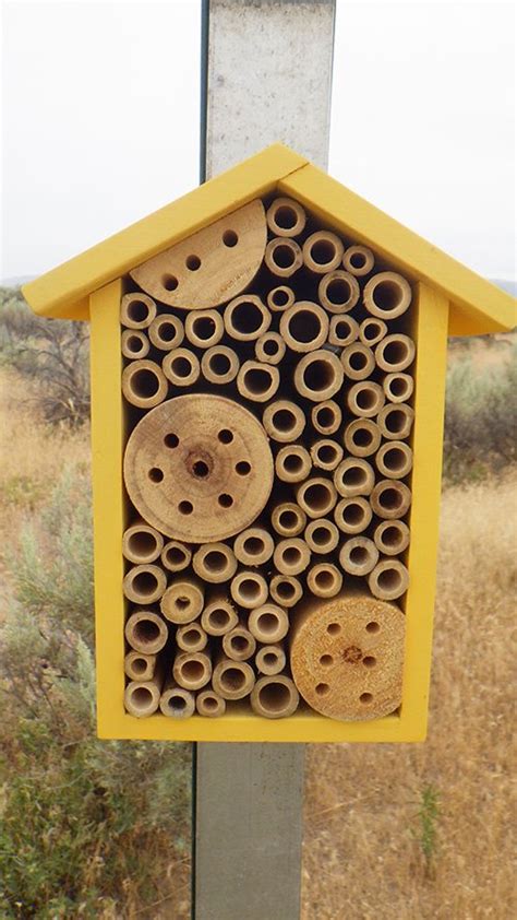 Hanford Restoring Bee Nesting Habitats Department Of Energy