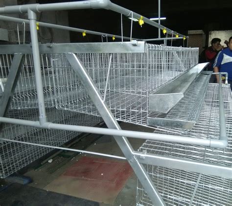 Jaulas Para Gallinas Ponedoras S 1 200 00 En Mercado Libre