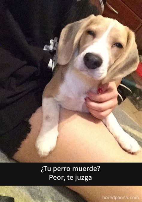 Los 10 perro snapchats más divertidos Te partirás de risa