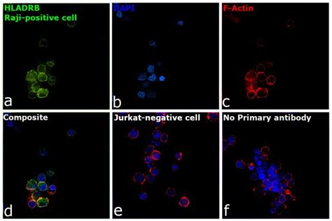 HLA DR beta Polyclonal Antibody Invitrogen 100 μL Unconjugated