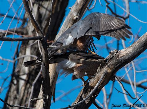 Cooper S Hawk Pair Mating Ironekilz Flickr