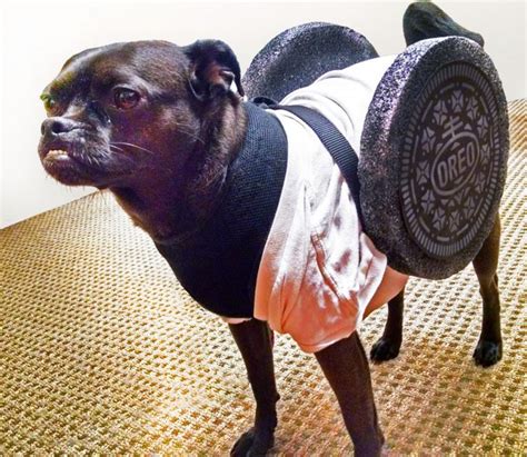 Oreo cookie dog costume | Dog halloween costumes, Homemade dog halloween costumes, Dog halloween