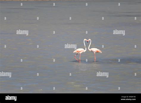 Flamingos Kissing High Resolution Stock Photography And Images Alamy