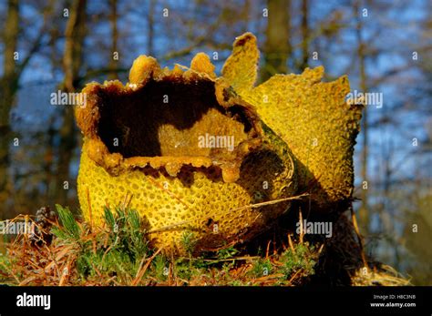 Escleroderma citrinum Earthball común en el borde de un bosque