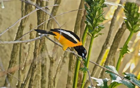 Common Troupial Bird stock image. Image of pistols, leaves - 70794287