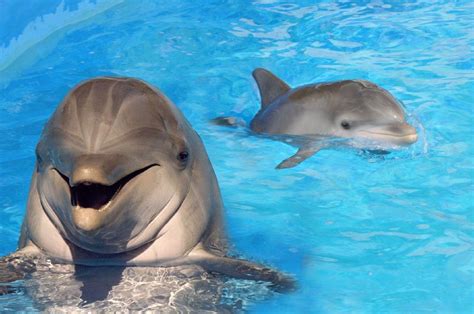 Images Of Baby Dolphins