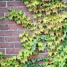 50 PCS Seeds Green Boston Ivy Seeds Evergreen Climbing Plants