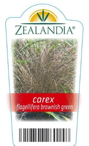 Carex Secta | Zealandia Horticulture