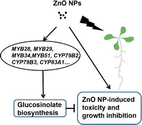 A Model Showing How Biosynthesis Of Glucosinolates Is Induced And How