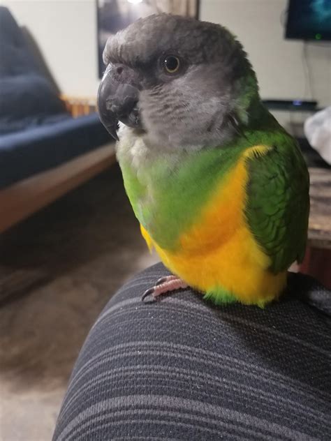 My Little Floof Rparrots