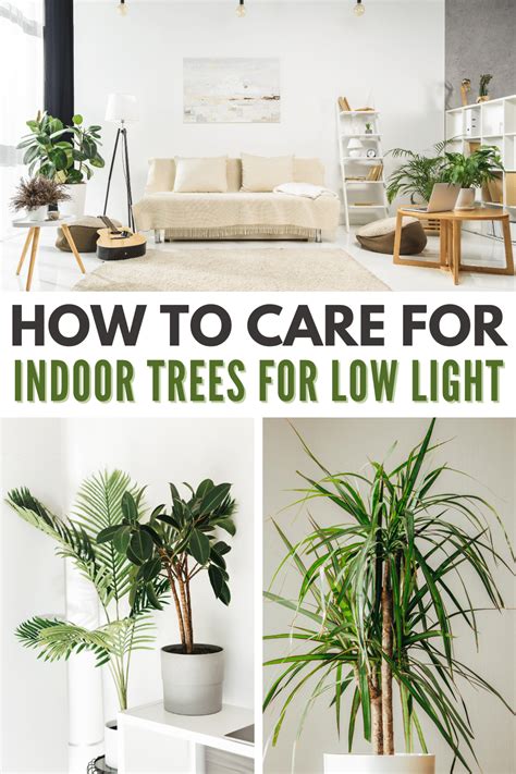 Indoor Trees For The Home