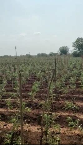 Agricultural Land Acre For Sale In Zaheerabad Sangareddy Rei