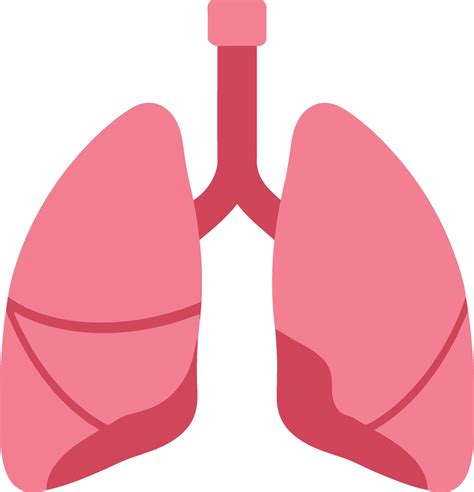 Human lungs anatomy illustration with bronchial tubes in pink and red
