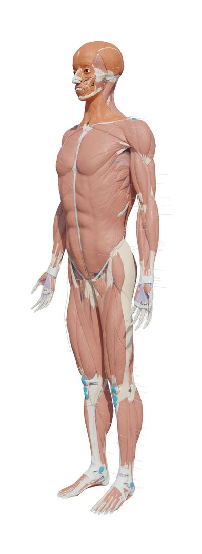 Full human body anatomy 299 3D - TurboSquid 2115919