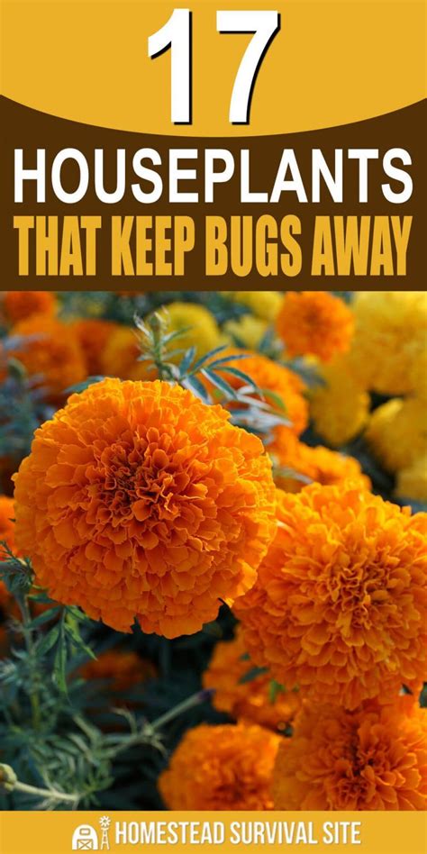 17 Houseplants That Will Keep The Bugs Away Homestead Survival Site