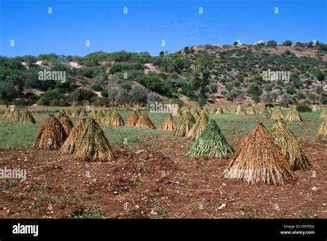 Sesame Field Hi Res Stock Photography And Images Alamy