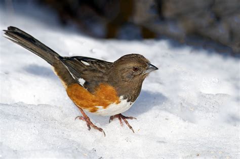 Female Eastern Towhee | Creatures, Eastern, Bird